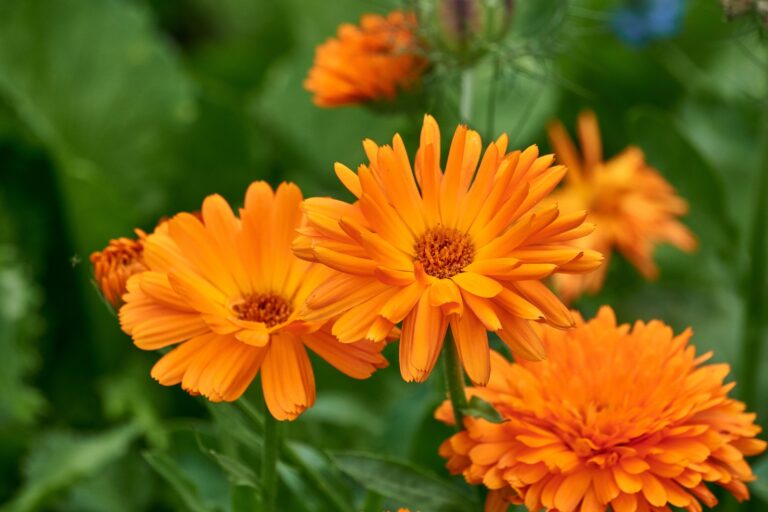 calendula